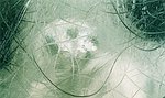 Ocular Study 1 detail 1