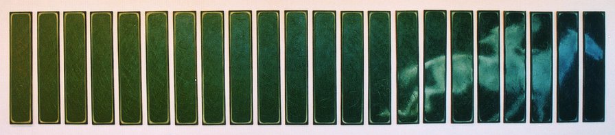 Daisy With Rider 2.3